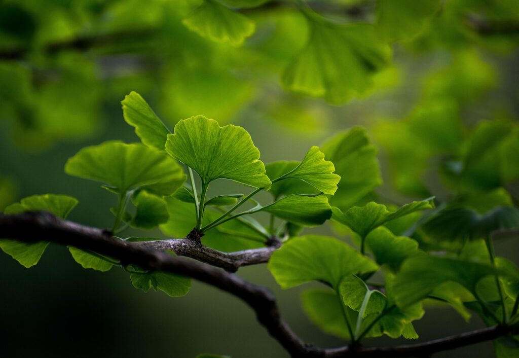ginkgo, tree, branch, green, leaves, gingko tree, gingko leaves, green leaves, foliage, green foliage, flora, nature, ginkgo, ginkgo, ginkgo, ginkgo, ginkgo